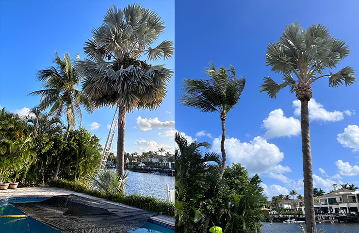 Tree Trimming